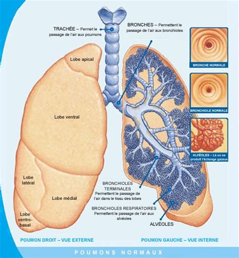 Definition Lung
