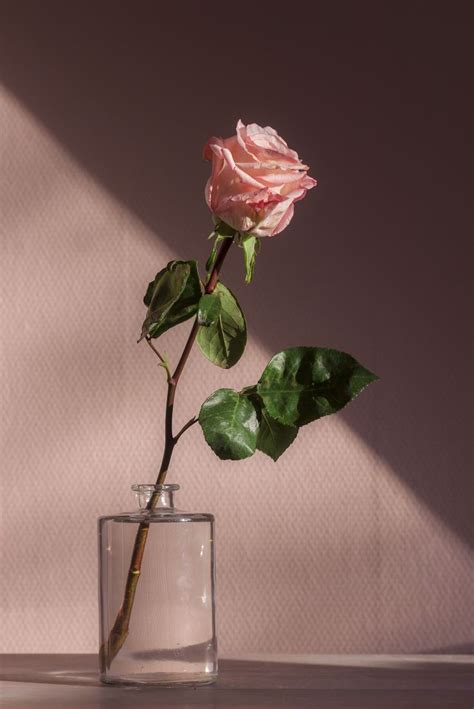 100 Pink Pictures Download Free Images On Unsplash Rose Wallpaper