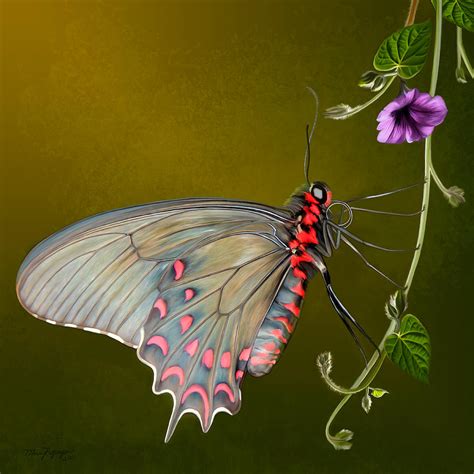 Common Rose Butterfly Digital Art By Thanh Thuy Nguyen Fine Art America
