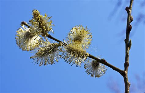 pussy willow salix branch stock image image of macro flower 14217297