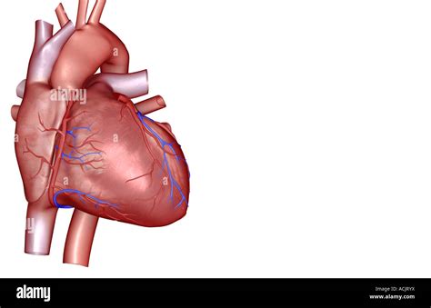 Las Arterias Coronarias Del Corazón Fotografía De Stock Alamy