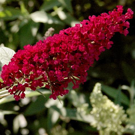 Cottage Farms Direct Perennials 2 Piece Royal Red Butterfly Bush