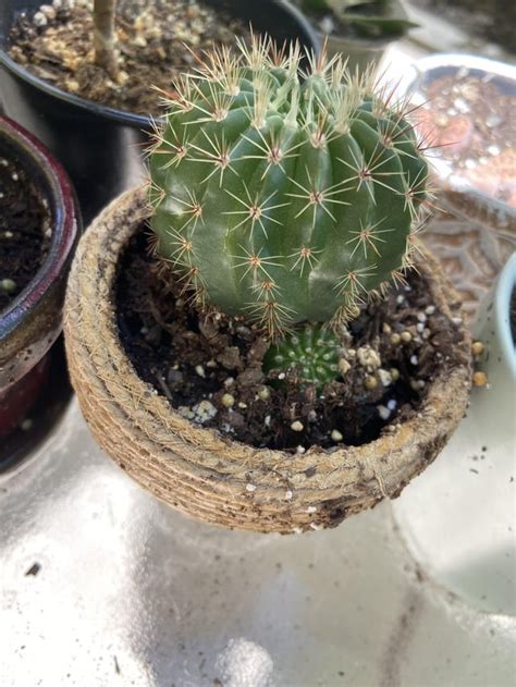 My Cactus Baby That I Grew From A Seed Just Made A Baby Of Its Own Im