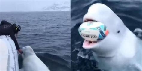 Beluga Whale Plays Fetch With Researchers Upworthy