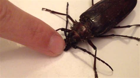 found a big cockroach in las vegas youtube