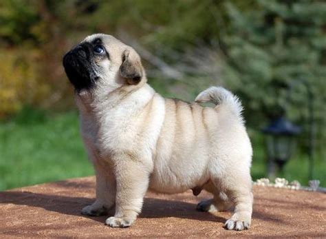 Fat Pug Puppies