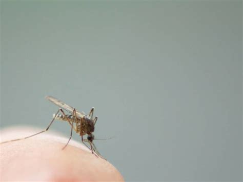 Mosquitoes Test Positive For West Nile Virus In Oc Los Alamitos Ca Patch