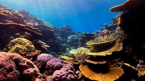 Better Access To Sunlight Could Be Lifeline For Corals Worldwide Study