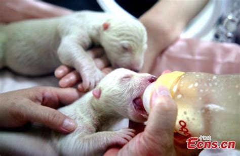 polar bear gives birth to twin cubs global times