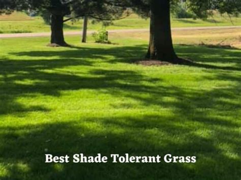 Best Grass For Shade Shade Tolerant Grass Varieties For Low Light
