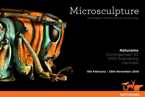 Microsculpture - The Insect Portraits of Levon Biss | Portrait, Insects ...