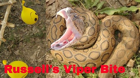 Russells Viper Snake Bite Experiment घोनस सांप कैसे काटता है Youtube