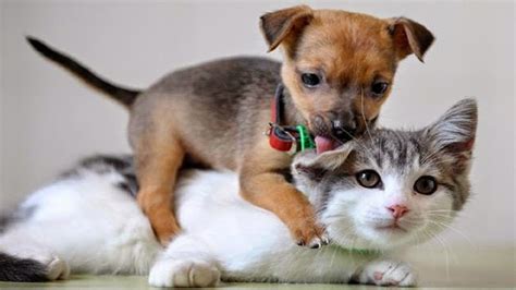 Puppies & babies & kitties oh my! Funny Animal Videos When crazy Dogs and Cats in together ...