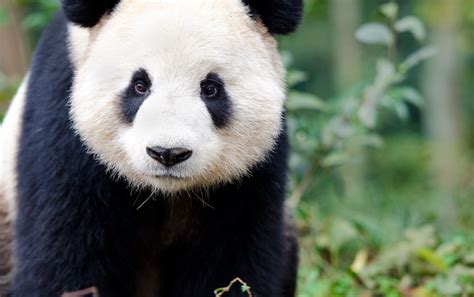 Giant Panda Habitat Facts