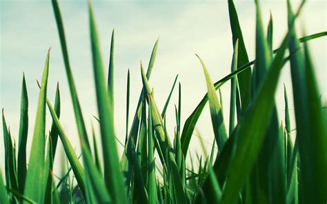 Let me know if you have questions. Blades of Green Grass Up-Close | NATURE