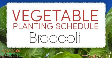 Vegetable Planting Schedule For Broccoli Nemcsok Farms
