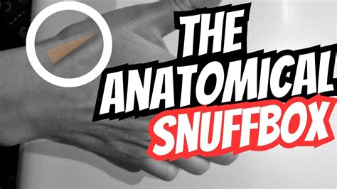 The Anatomical Snuffbox Boundaries And Contents Youtube