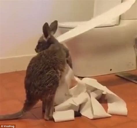 Indi The Adorable Orphan Kangaroo Caught Eating Toilet Roll In Alice Springs Daily Mail Online