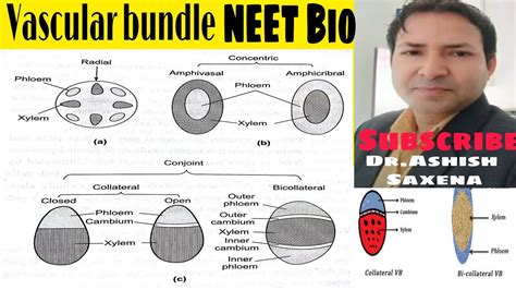 Vascular Bundle Neet Bio Youtube