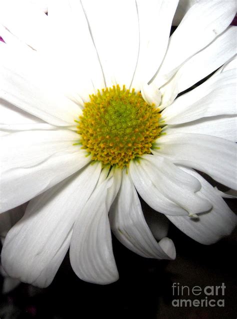 Daisy Flower Photograph By Oksana Semenchenko Fine Art America