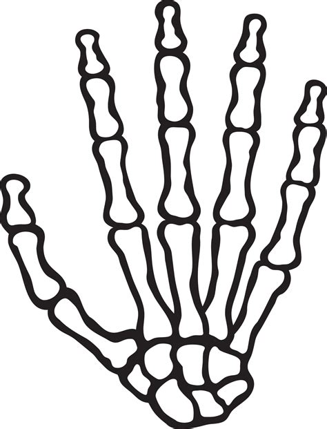 Mão De Esqueleto Humano 3190204 Vetor No Vecteezy