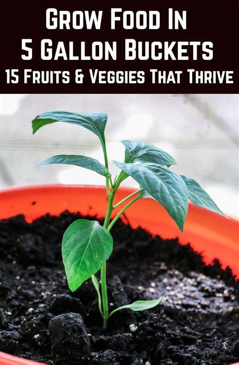 Grow Food In 5 Gallon Buckets 15 Fruits And Veggies That Thrive