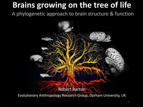Brains Growing On The Tree Of Life A Phylogenetic Approach To Brain