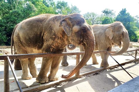 In Defense Of Animals 10 Worst Zoos For Elephants In 2022 Revealed