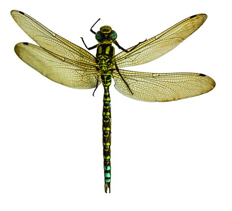 Dragonfly Png Image F78