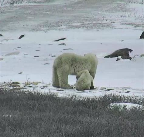 Staying Close To Mom On Polar Bear Cam Snapshot By Yuliana Polar