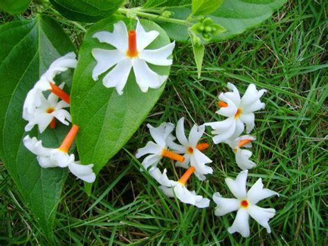 Parijat Flower Pictures