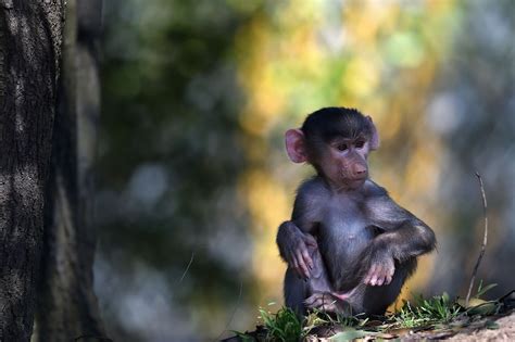 Download Baby Animal Primate Animal Monkey Hd Wallpaper