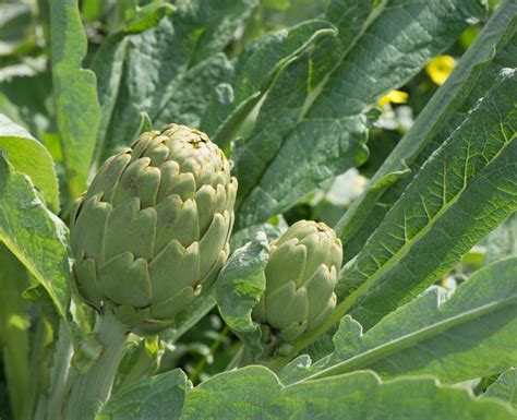 Lartichaut Comment Le Cultiver Et Lentretenir Au Potager