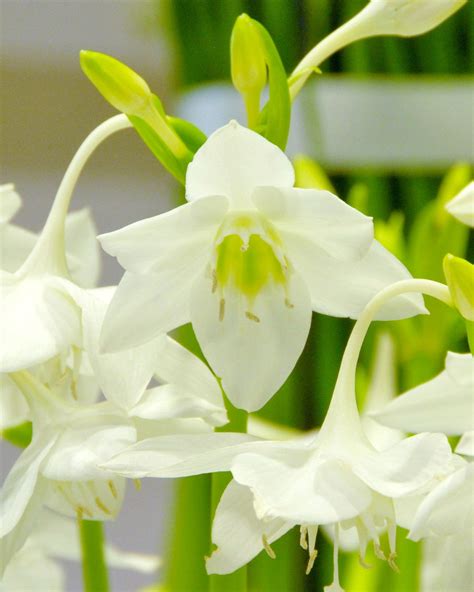 Eucharis Amazonica Bulbs — Buy Amazon Lilies Online At Farmer Gracy Uk