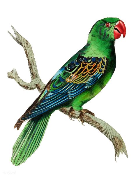 Great Billed Parrot Illustration From The Naturalists Miscellany 1789