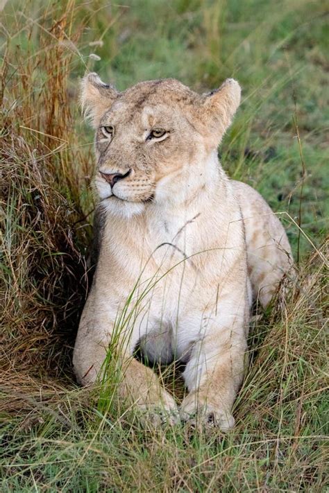 Lion In Grasslands On The Masai Mara Kenya Africa Stock Photo Image