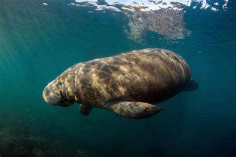 13 Fascinating Facts About Manatees Readers Digest Canada