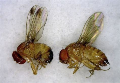 Female Fruit Flies Mate With Brothers Dad Realclearscience