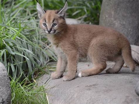 Watch Adorable Caracal Kittens Go Exploring Nbc News