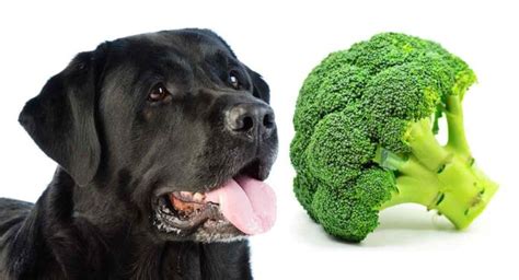 ¿pueden Los Perros Comer Brócoli ¿está Bien Compartir Esta Verdura Con