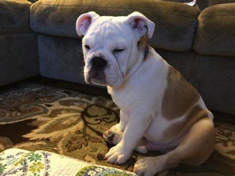 5 Month Old Male English Bulldog For Sale In Yatesville