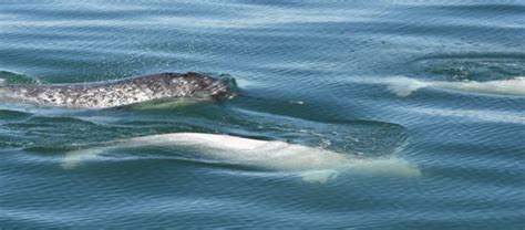 A Pod Of Beluga Whales Adopted A Stray Narwhal Could Mating Produce A