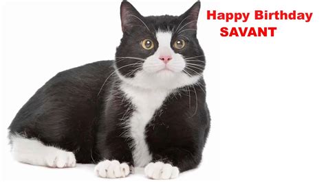 Savant Cats Gatos Happy Birthday Youtube