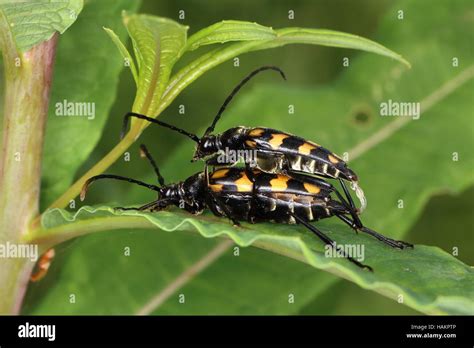 Four Banded Longhorn Beetles Mating Stock Photo Alamy