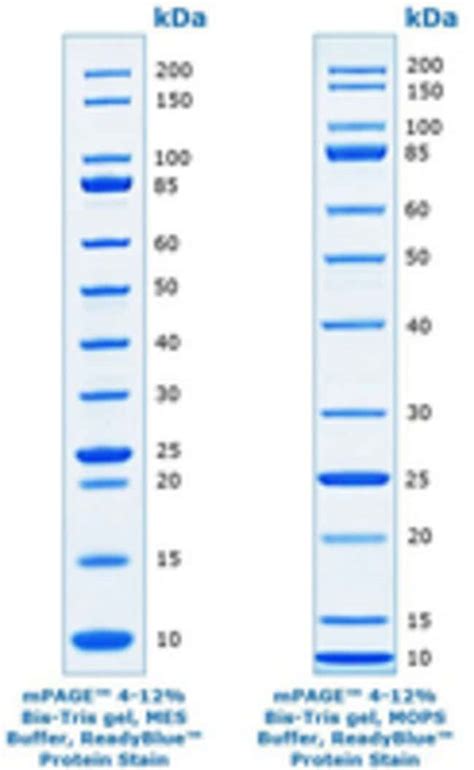 Milliporesigma Mpage Unstained Protein Standard Mpage™ Unstained