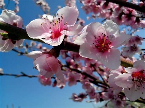 Foto Gratis Rosa Nettare Fiori Tempo Di Primavera