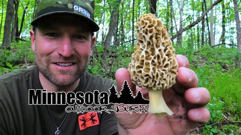 2020 Mushroom Hunting The Mighty Morel Minnesota Outdoor Journal
