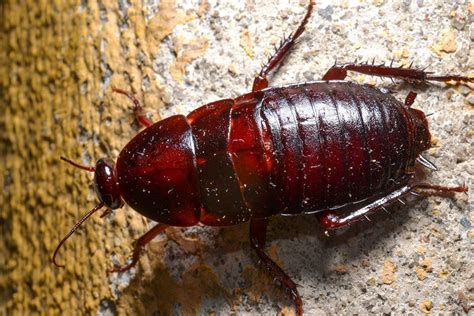 Compare costs for monthly, quarterly & annual treatments. cockroach pictures nyc, bronx, brooklyn, queens and long ...