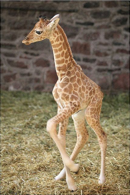 Best Cute Baby Animals Giraffe Photograph Animal Photography By