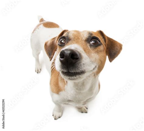 Small Cute Jack Russell Terrier Dog Smiling Stock Foto Adobe Stock